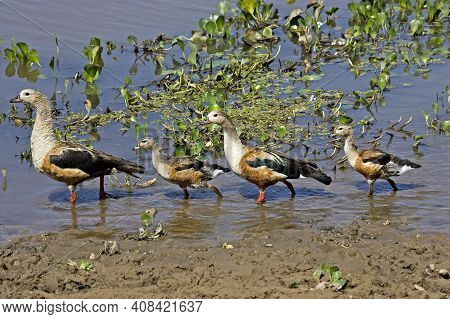 Orinoco Goose, Neochen Jubata, Pair With Chicks Standing In Water, Los Lianos In Venezuela