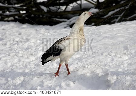Andean Goose, Chloephaga Melanoptera, Adult Standing On Snow