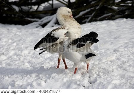 Andean Goose, Chloephaga Melanoptera, Pair Standing On Snow