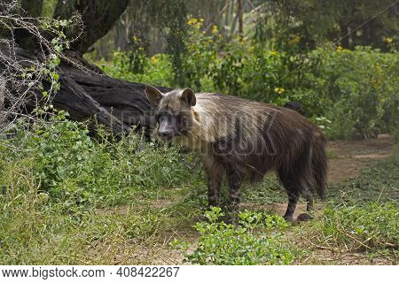 Brown Hyena, Parahyaena Brunnea, Adult Brown Hyena, Parahyaena Brunnea, Adult
