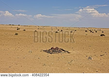 Welwitschia, Welwitschia Mirabilis, Living Fossil Plant, Namib Desert In Namibia