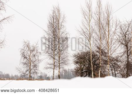 Low Angle Photo Of Common Birches, Betula Pendula, During Snowy Sunless Grey Winter Day, At Distance
