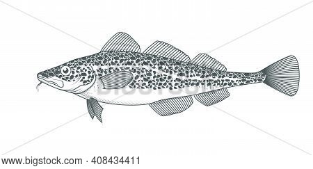 Cod Fish Sketch, Hand Drawn Fish, Cod Seafood Menu, Fish In Engraved Style, Vector