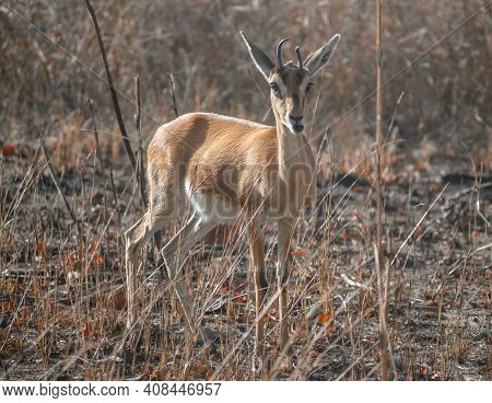 The Chinkara Or Gazella Bennettii Or The Indian Gazelle Standing