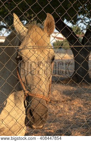 Horse Behind A Fence Looking At Walkers.