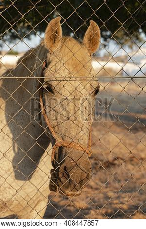 Horse Behind A Fence Looking At Walkers.