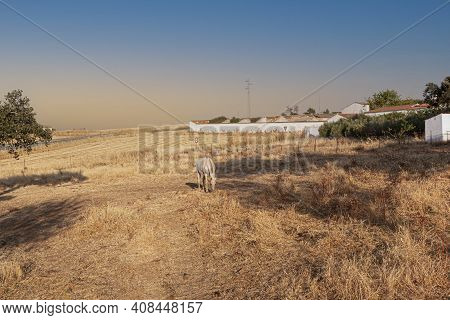 Beautiful Couples, Fields And Landscapes Of The Cordoba