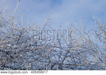 Icicles On A Fruit Trees With Beautiful Blue Sky. Winter Concept