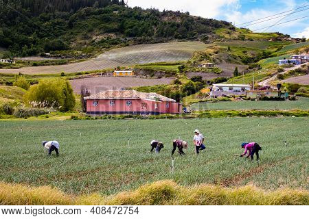 Boyaca, Colombia - February 2021. Peasants Working On A Green Onion Field At The Boyaca Department I