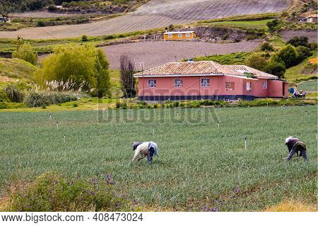 Boyaca, Colombia - February 2021. Peasants Working On A Green Onion Field At The Boyaca Department I