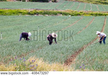 Boyaca, Colombia - February 2021. Peasants Working On A Green Onion Field At The Boyaca Department I