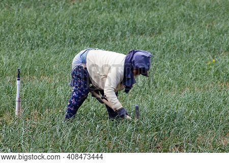 Boyaca, Colombia - February 2021. Peasants Working On A Green Onion Field At The Boyaca Department I