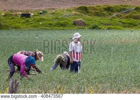 Peasants Working On A Green Onion Field At The Boyaca Department In Colombia