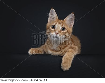 Cute Red Outcross Maine Coon Cat Kitten, Laying Down Facing Front With Front Paws Hanging Down From 