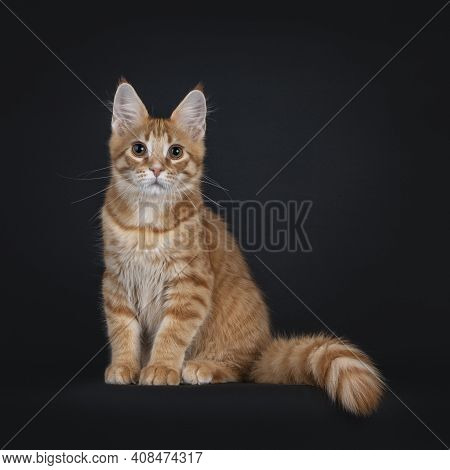 Cute Red Outcross Maine Coon Cat Kitten, Sitting Up Facing Front With Tail Beside Body. Looking Stra