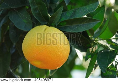 Ripe Orange Fruit Growing On Tree. Single Tangerine Citrus Fruit Growing In The Garden. Cultivation 