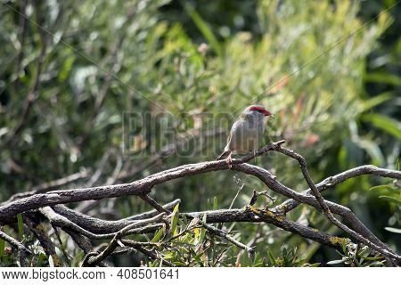 The Red Browed Finch Is Mainly Grey With A Red Beak And Red Strip Over Its Eyes