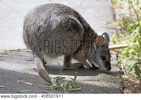 The Tammar Wallaby Is Grey, With A Little Brown And White Cheeks And A Long Tail.