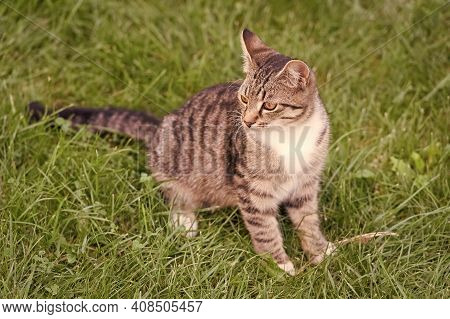 Most Loved Breed. Pet Sitting Outside. Concept Of Veterinarian. Purebred And Pedigreed. Mestizo Pet.