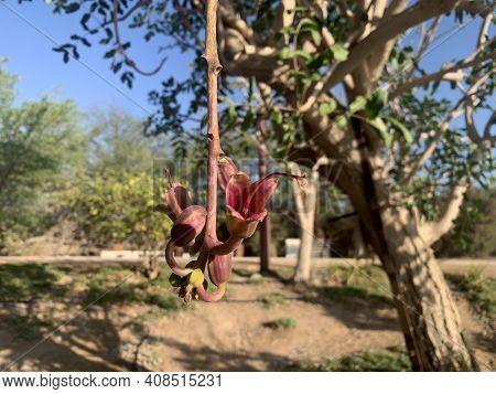 The Flower Of The Kigelia Tropical Tree, Or The Sausage Tree (lat.- .kigelia)