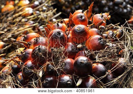 Palm Plat frugt frø klynge