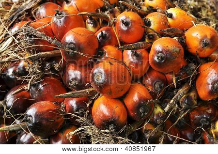 Palm Plat frø klynge frugt
