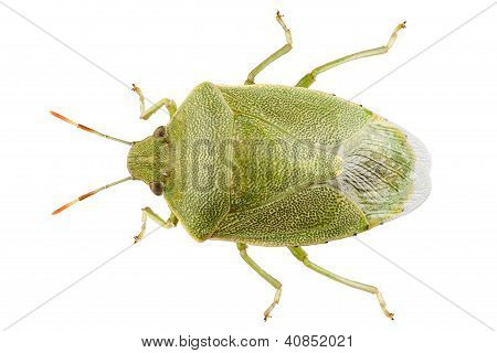 Escudo verde Bug espécie Palomena Prasina