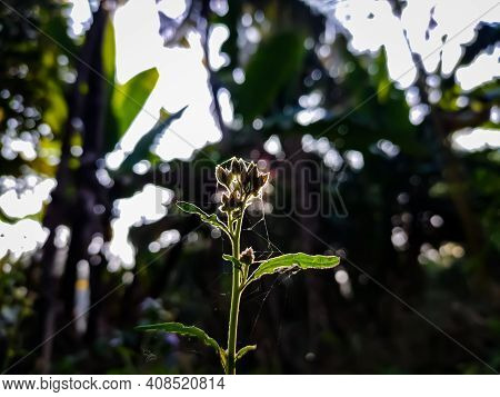 Ageratum Conyzoides Is Native To Tropical America, Especially Brazil, And Considered An Invasive Wee