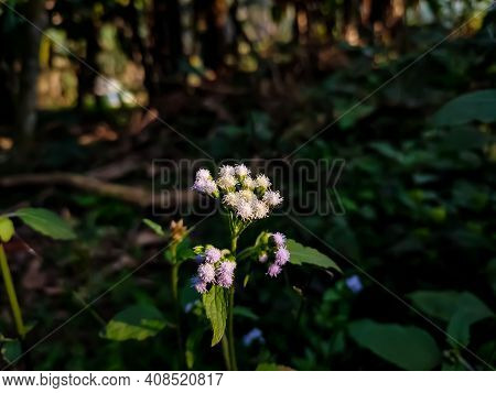 Ageratum Conyzoides Is Native To Tropical America, Especially Brazil, And Considered An Invasive Wee