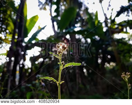 Leucas Is A Genus Of Plants In The Family Lamiaceae, First Described By Robert Brown In 1810. It Con