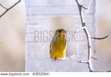 Greenfinch Sitting On A Bird Feeder. Big Plastic Bottle Used As Feeder For Birds. Taking Care Of Bir
