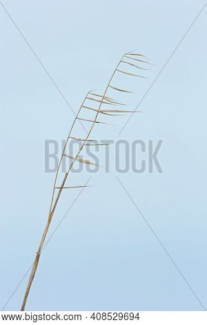 Dry Grass Reeds On Lake, Against Blue Sky, Natural Background. Environment, Peace Of Mind Away From 