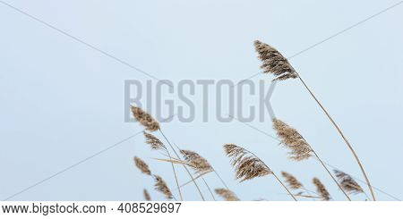 Dry Grass Reeds On Lake, Against Blue Sky, Natural Background. Environment, Peace Of Mind Away From 