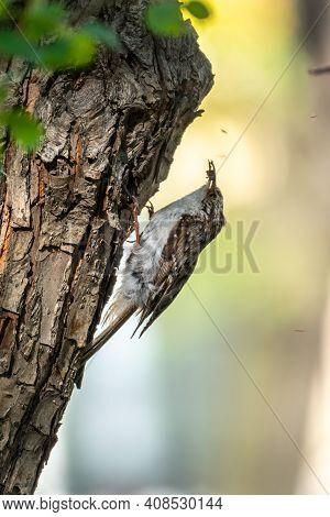 Little Bird Eurasian Treecreeper Crawling On A Tree. Cute Interesting Forest Bird Treecreeper. Natur