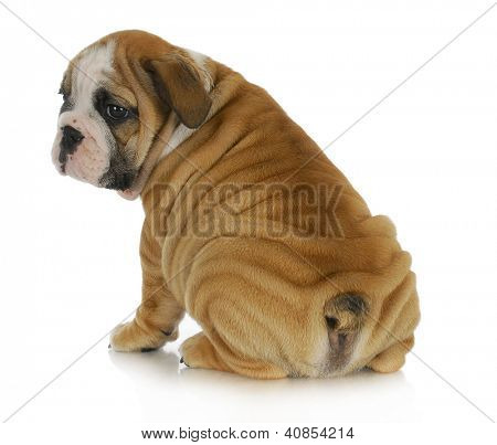 wrinkly puppy - english bulldog puppy with lots of wrinkles sitting with bum to viewer on white background