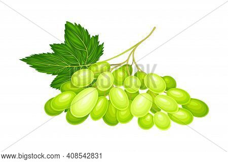 Green Grape Cluster With Ripe And Juicy Berries Vector Illustration