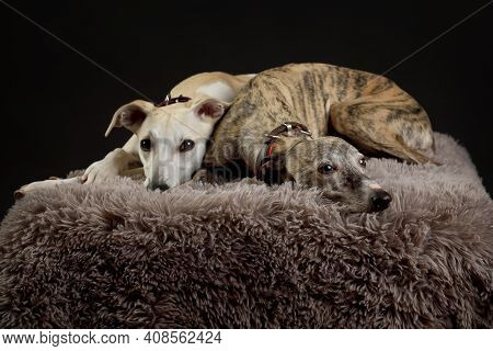Whippets In The Studio. A Dog Portrait Of A Two Whippet Dogs On Black Background.