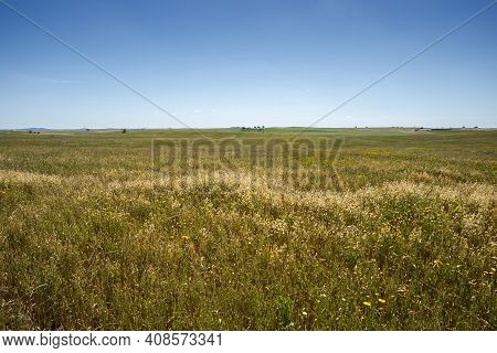 Extensive Dry Farming Of Cereals In The Castro Verde Special Protection Area. It Is The Most Represe