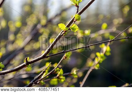 Branch Of Tree With Light Green Little Leaves On The Tender Blurred Background. Bottom View. Season 