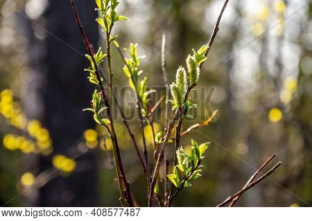 Branch Of Tree With Light Green Little Leaves On The Tender Blurred Background. Bottom View. Season 