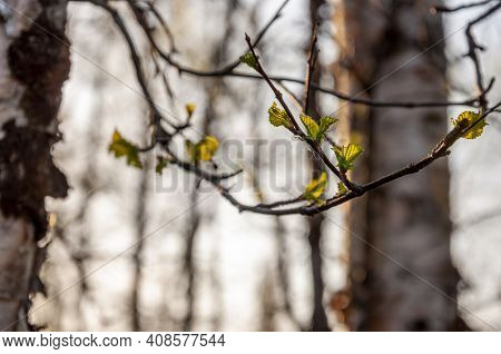 Branch Of Tree With Light Green Little Leaves On The Tender Blurred Background. Bottom View. Season 