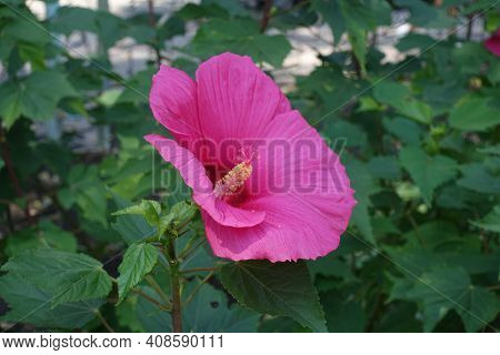 Not Completely Opened Crimson Flower Of Hibiscus Moscheutos In August