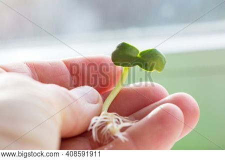 Small Spring sprout in horticultural farm. Concept of a green life.  Ecology and environment background.