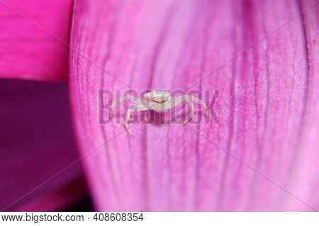 Beautiful White Crab Spider Sit On Pink Flower Closeup Eye
