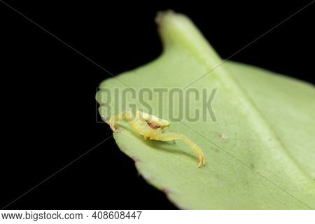 Green Crab Spider on a leaf on black background