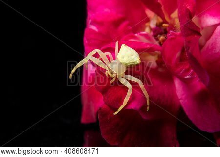 Green Crab Spider on a red Rose