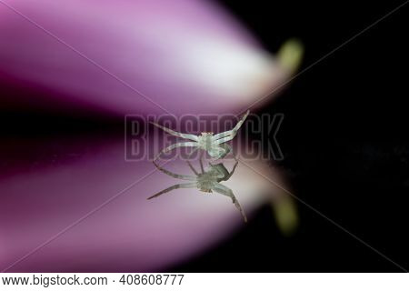 White Crab Spider In A Beautiful Pose