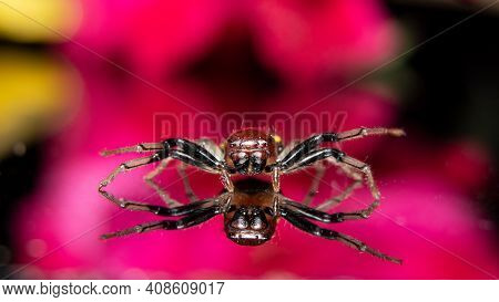 Yellow Stripe Crab Spider With Beautiful Reflexion