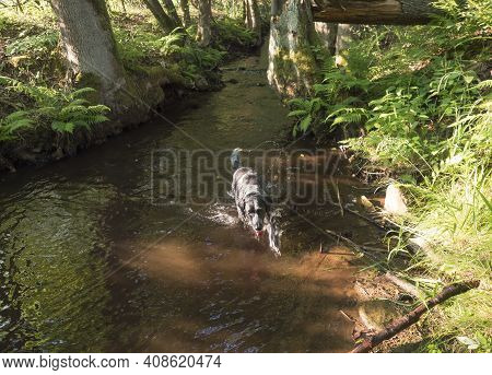 Black Gray Hunting Dog Crossbreed Labrador Playing And Running At Forest Creak With Lush Green Fern 