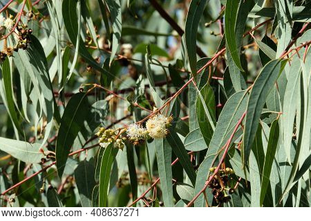 Flowering Of The Medicinal Plant Eucalyptus Globulus (lat .-- Eucalyptus Globulus Labill)